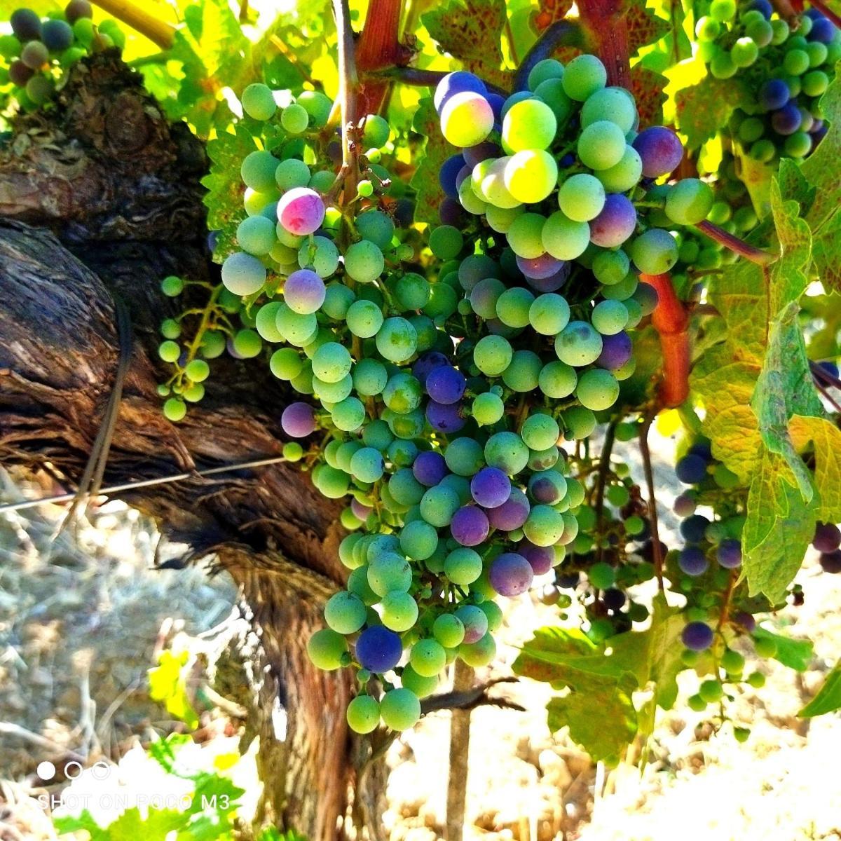 Pensjonat Poggio Al Vento Castiglione dʼOrcia Zewnętrze zdjęcie